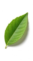 Fototapeta premium A fresh green leaf with detailed veins and serrated edges is isolated on a white background, casting a soft shadow, perfect for nature-related designs and botanical themes