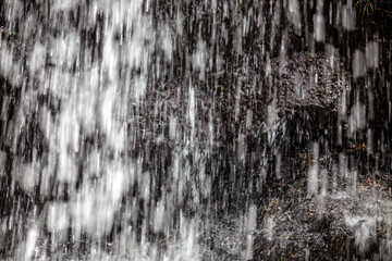 Close-up of natural atmosphere background of wild bananas, moss, ferns growing along the natural waterfall on a high mountain. There are many kinds of trees and leaves. The completeness of the forest 