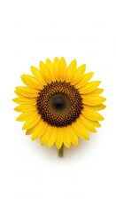 Fototapeta premium Isolated vibrant sunflower blossom showcasing its radiant yellow petals and intricate dark brown center, creating a visually appealing and natural composition against a white background .