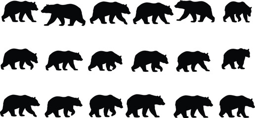 Silhouettes of walking bear in multiple positions isolated on white background, wild animal vector illustration, black bear movement graphic set