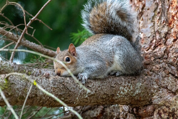 Obraz premium Relaxed Squirrel Lounging on Tree Limb in Natural Setting