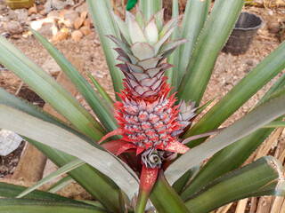 Pineapple Plants with Red Skin that Grow Fresh in the Garden