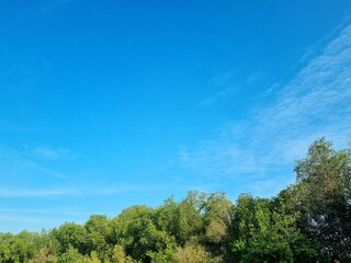 Background view of blue sky with mangrove trees copy space in Indonesia