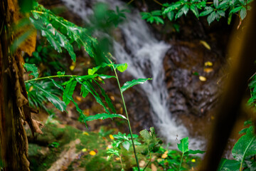 Close-up of natural atmosphere background with various trees growing along the edge of the mountain, bananas, moss ferns along the natural waterfall and cool breeze blowing through.
