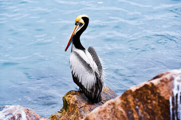 Peruvian colorful pelican standing on coastal rocks with blue sea on the background by the Pacific Ocean in Lima, Peru.