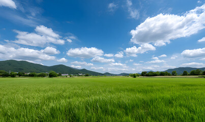 Obraz premium A Lush Green Paddy Field Under a Clear Blue Sky with White Fluffy Clouds on a Bright Sunny Day. generative aI
