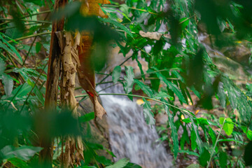 Fototapeta premium Close-up natural view of various trees growing along the roadside or on high mountains, teak trees, wild bananas, and ferns for the beauty of the ecosystem.