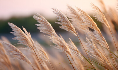 Golden pampas grass swaying gently in warm sunlight serene autumn field landscape capturing the peaceful beauty of fall nature. generative aI