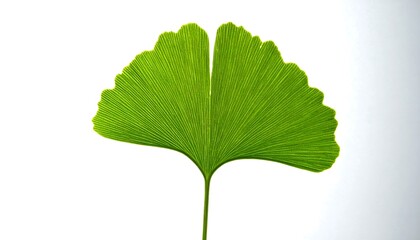 Close-up of a vibrant green Ginkgo biloba leaf