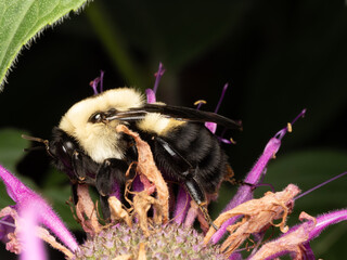 Close Up of a Bumblebee Gathering Pollen on a Dried Flower
