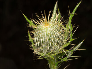 Close Up of a Thistle Head Against a Black Background