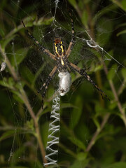 Ventral Side of a Yellow Garden Spider Wrapping Its Prey in Spider Silk