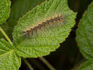 Overhead Photograph of a Fall Webworm Caterpillar on a Green Leaf