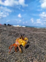 Crab on the sandy shore of Ketawang Beach, Purworejo. A natural coastal scene from Central Java, Indonesia.
