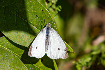 SKIPPER BUTTERFLY WHITE 
