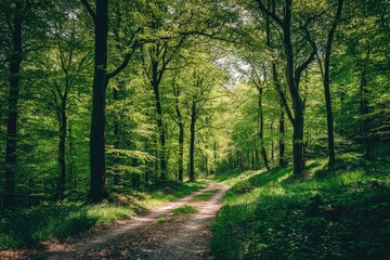 Obraz premium Sunlit forest path. Lush green trees and foliage line a dirt road
