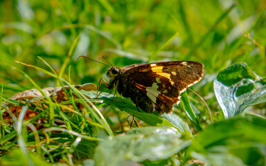 butterfly on grass