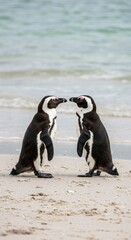 Obraz premium Two African Penguins on Beach