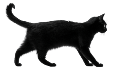 Black cat with arched back silhouetteTransparent background, PNG file