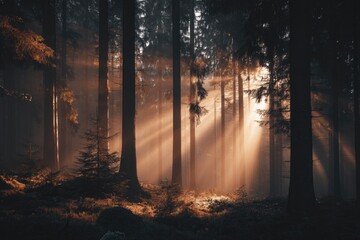 Obraz premium Golden sunlight streams through misty forest