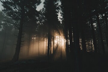 Fototapeta premium Sunbeams pierce a foggy forest