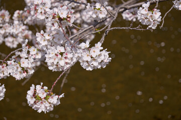 花びらが流れる水面の上に咲く桜