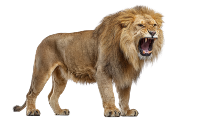 Cave lion standing in aggressive pose Transparent background, PNG file