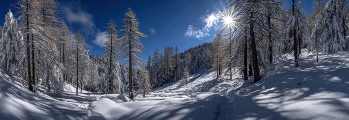Winter scene with snow-covered trees and bright sun, shadows on snow-covered ground, panorama view
