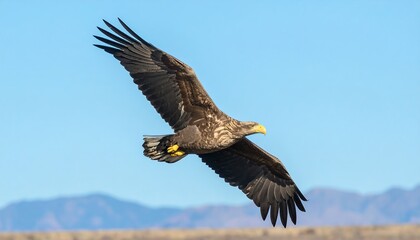 Naklejka premium Eagle soaring in a clear sky