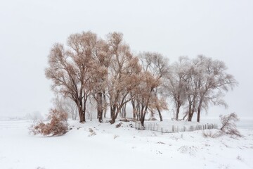 Winter wonderland scene. Trees covered in frost and snow
