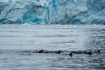 Telephoto of a group of Gentoo Penguins -Pygoscelis papua- jumping and swimming among the Antarctic sea ice. Antarctic Peninsula.