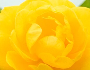 Close-up of a vibrant yellow rose bloom