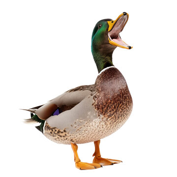 Duck quacking A duck opens its beak and lets out a loud quack. full length isolate on transparent background
