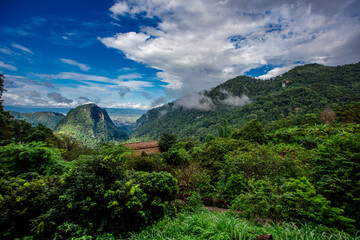 Close-up of natural atmosphere background with various trees growing along the edge of the mountain, bananas, moss ferns along the natural waterfall and cool breeze blowing through.