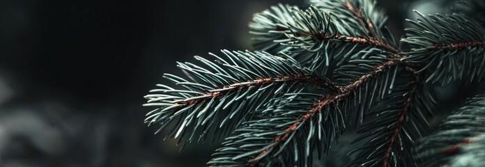 Detailed shot of a pine branch with teal needles and reddish stems against a blurred, dark background
