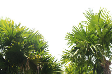 Palm leaves and branches isolated on transparent background for graphic design