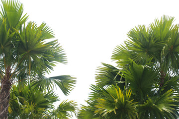 Palm leaves and branches isolated on transparent background for graphic design
