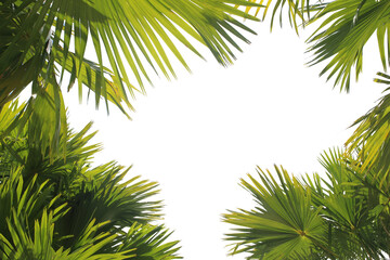 Palm leaves and branches isolated on transparent background for graphic design