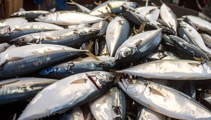 Fototapeta premium Freshly caught mackerel fill a large pile, showcasing their varied scales and glistening surfaces.