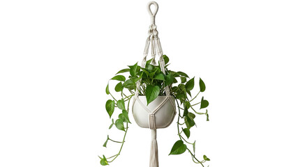 Macrame Plant Hanger with Hanging Plant White Pot