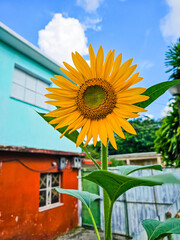 Sunflower in the yard of a house