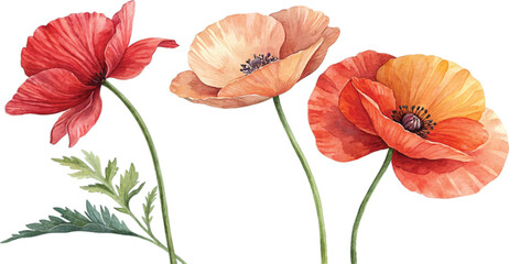 Watercolor Poppies