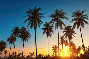 Obraz premium Silhouetted palm trees at sunset (3)