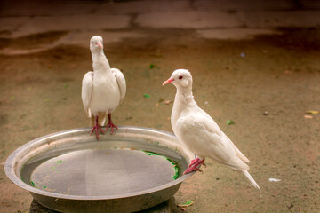 White Dove | White Pigeon | Bird