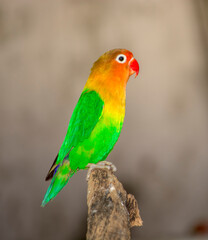Fischer's Lovebird | Lovebird | Colorful Parrot