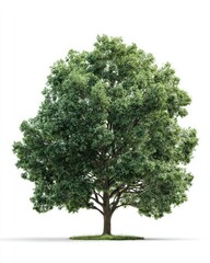 Lush green tree against white (35)