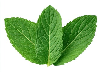 Fototapeta premium Three vibrant green mint leaves grouped, showcasing texture against a clean, white backdrop
