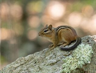 Close Up of an Eastern Chipmunk on a Boulder in Maine Photographed in Profile