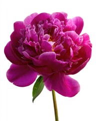 Vibrant deep pink peony, close-up