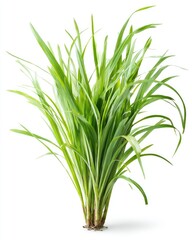 Fototapeta premium Fresh green grass tuft isolated